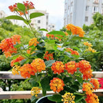 Pack 2 Lantana Live Plants for Planting, Hardy Perennial Lantana Bushes Well Rooted 4-7 Inches, Assorted Blooms (Orange Flowers)