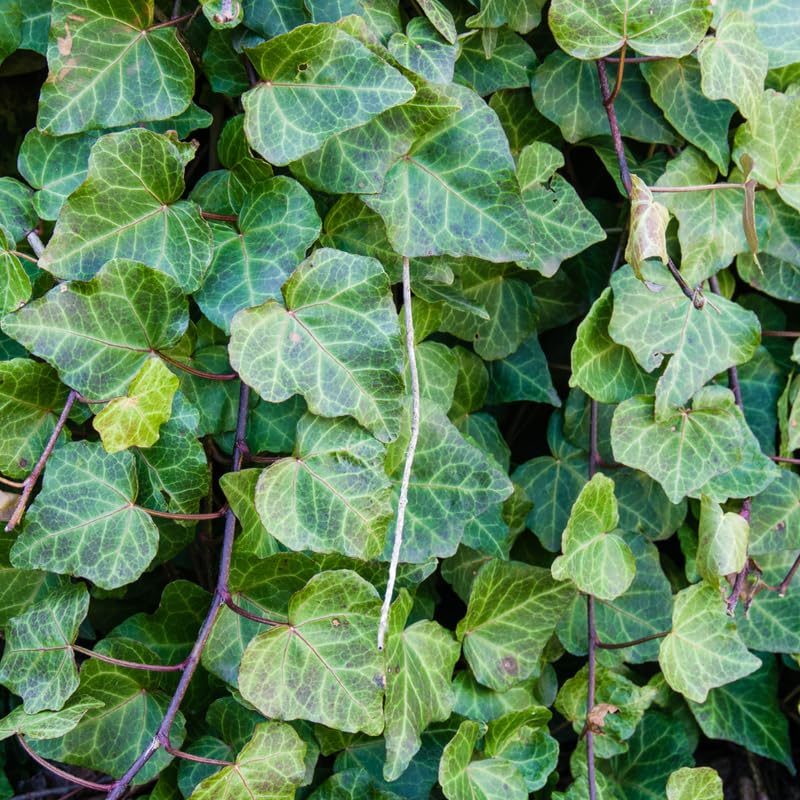 English Ivy Plant Live, Hardy Ground Cover, Ivy Climbing Vine Starter 4 Inch Pot