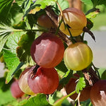Gooseberry Bush Live Plant, 5-10 Inch Tall, Gooseberry Plant Live for Growing, Gooseberry Tree Live Plant (Sweet Gooseberry)