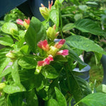 2 Yellow Pink Shrimp Plants Live, 4 to 6 Inc Tall, Live Shrimp Plant for Garden, Shrimp Live Plant, Shrimp Plant Pot