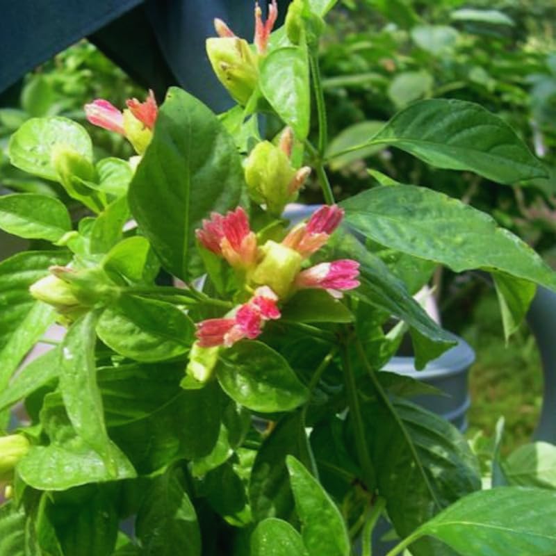3 Pink Yellow Shrimp Plants Live, 4 to 6 Inc Tall, Live Shrimp Plant for Garden, Shrimp Live Plant, Shrimp Plant Pot