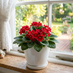 African Violets Live Plant, Red African Violet Plant, 3-5 Inches Tall, Vibrant Blooms, Easy Care Indoor Flowering Plants for Home and Office Decoration