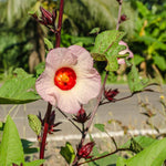 2 Sabdariffa Roselle Hibiscus Plants Live 4-8 Inch Tall, in 4 Inch Pot, Jamaican Sorrel Red Hibiscus Flowers Plants