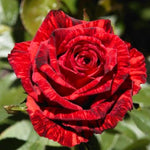 Rose Bush Live Plant, Fragrant Hybrid Tea Rose Flowers Well Rooted Plant, 5-10 Inc Tall for Planting Indoor Outdoor (Rare Red Rose)