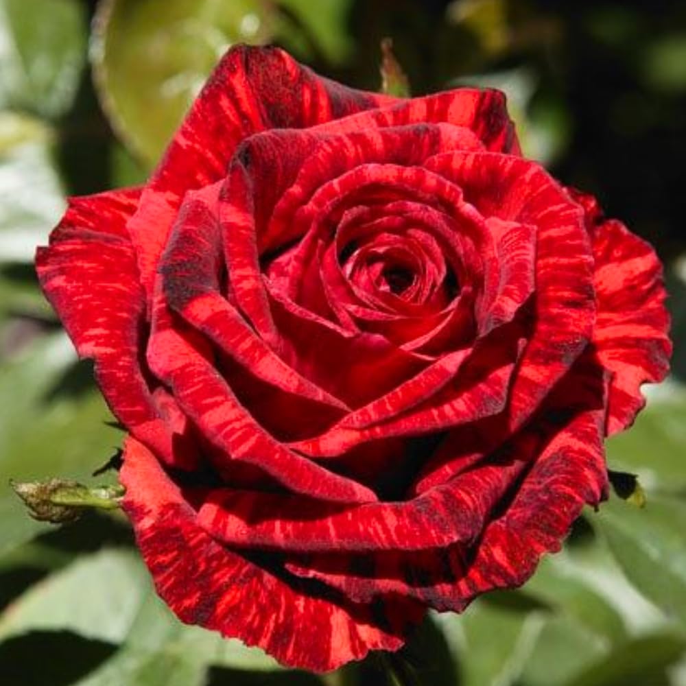 Rose Bush Live Plant, Fragrant Hybrid Tea Rose Flowers Well Rooted Plant, 5-10 Inc Tall for Planting Indoor Outdoor (Rare Red Rose)