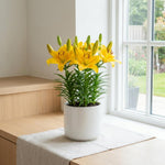 Yellow Lily Bulbs for Planting, Bright Sunny Blooms, Summer Flowering Perennial Garden Flowers, Lily Bulbs for Containers and Outdoor Garden, 4 Bulbs