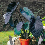 Combo 2 Black Colocasia Live Plants, 5 to 8" in Tall, Elephant Ear Esculenta Taro Alocasia Live Plant for Planting, Live House Plant Colocasia