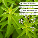 Lemon Verbena Plant Live, Lemon Verbena Plant, 2-5 Inc Tall, Green Foliage Herbs for Patio Containers and Outdoor Gardens