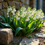 5 Lily of The Valley Roots, White Lilies of The Valley Flower Bulbs, Indoor Outdoor Planting