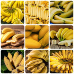 Mixed Banana Plant Live, 4-6" Tall Well-Rooted for Indoor Tropical Displays, Cold Hardy Banana Fruit Tree