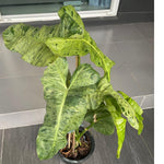 Variegated Philodendron Plant Live, Rare Tropical Variegated Live Indoor Houseplant, Starter Plants No Pot, 5-9" in Tall