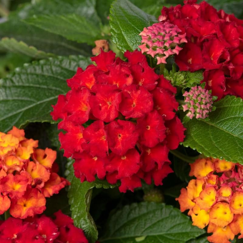 2 Red Lantana Plants Live, Colorful Perennial, Long-Blooming and Very Hardy, Size 5 to 12 Inches in Tall, Well-Rooted, Outdoor Planting