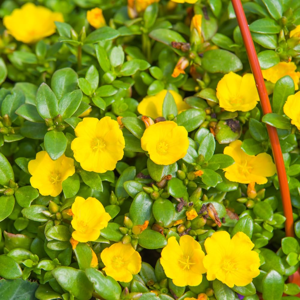 Yellow Purslane Plants Live, 3 to 5 Inc Tall, Purslane Portulaca Plants Pot 4'', Flower Plant Gardening Outdoor