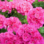 3 Pink Geraniums Live Plants, Live Geranium Plant, 3 Inc to 6 Inc Tall, Geranium Live Plants Geranium Flower Plant