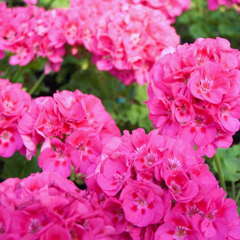 3 Pink Geraniums Live Plants, Live Geranium Plant, 3 Inc to 6 Inc Tall, Geranium Live Plants Geranium Flower Plant
