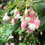Pink Fuchsia Plant Live 4'' Pot, Hardy Flowering Fuchsia Starter 3-6'' Tall, Hanging Basket or Patio Garden Plants, 2 Plants per Pot