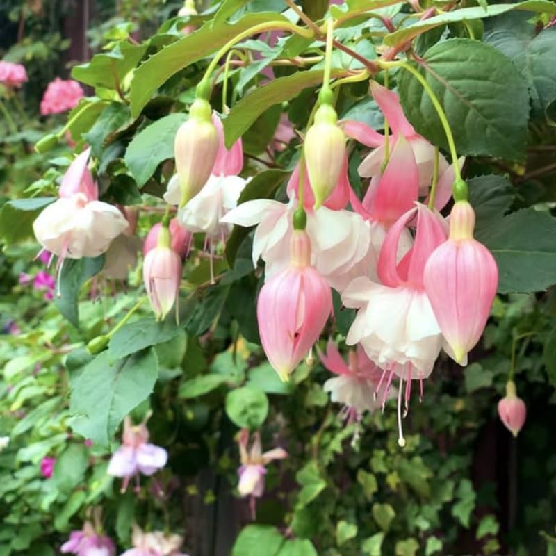 Pink Fuchsia Plant Live 4'' Pot, Hardy Flowering Fuchsia Starter 3-6'' Tall, Hanging Basket or Patio Garden Plants, 2 Plants per Pot
