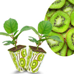 2 Vines Kiwi Live Plants for Planting, Hardy Sweet Kiwi Trees Live Plant for Outdoor Planting, 3-7" in Tall