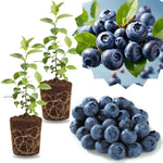2 Southern Highbush Blueberry Plants Live for Outdoor Growing, Common Flavor Blueberry Trees Live Plants, Blueberries Bushes, Hardy and High Yield Seedlings, Starter 4 to 7", No Pot