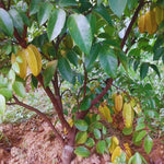 Carambola Starfruit Tree Grafted Live Plant, 8-14 Inc Tall in Pot, Sweet Star Fruit Tree Plant for Planting, No CA, HI, PR, GU, AK