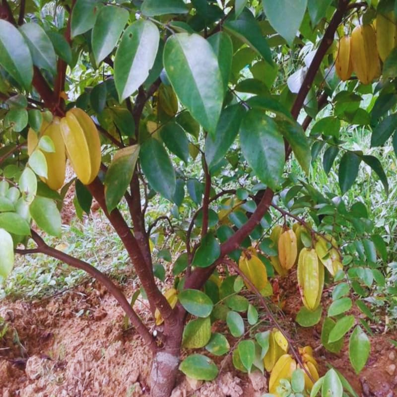 Carambola Starfruit Tree Grafted Live Plant, 8-14 Inc Tall in Pot, Sweet Star Fruit Tree Plant for Planting, No CA, HI, PR, GU, AK