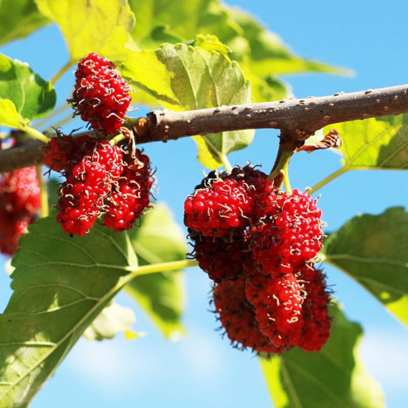 Mulberry Plant Live for Planting, 5 to 8 Inch Tall, Sweet Mulberry Tree Live Plant, Edible Mulberries Fruit Seedling for Gardneing, No Pot (Red Mulberry)