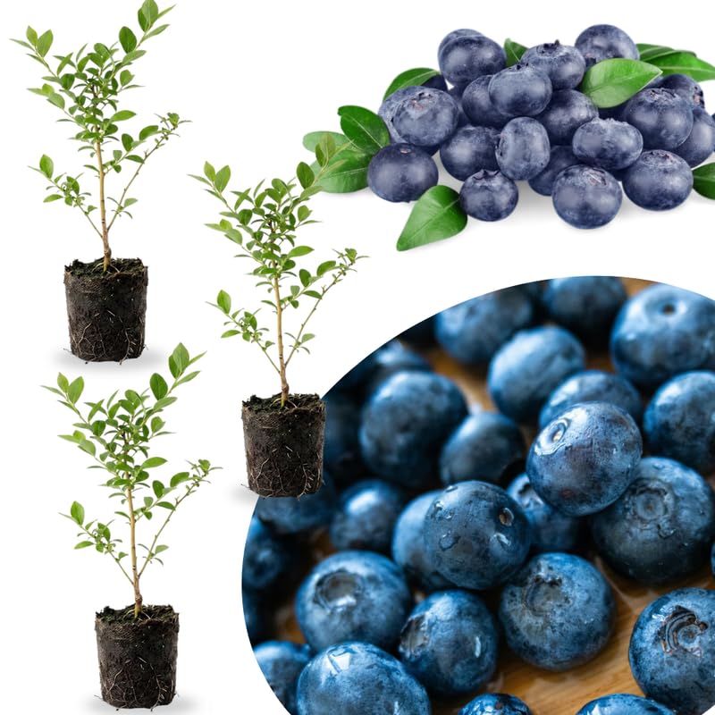 3 Sharpblue Blueberry Bushes Seedlings, High-Yield Blueberry Trees Live Plants, 6 Months Old, Starter 3-6" in Tall, Cold Hardy Zones 4-7