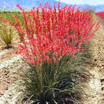2 Pots of Red Yucca Live Plants, 4-8” Tall Yucca Plants Live Succulent in 4" Pots, Outdoor Plant for Garden, Patio, Rock Garden