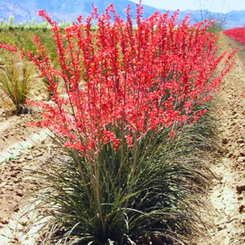2 Pots of Red Yucca Live Plants, 4-8” Tall Yucca Plants Live Succulent in 4" Pots, Outdoor Plant for Garden, Patio, Rock Garden