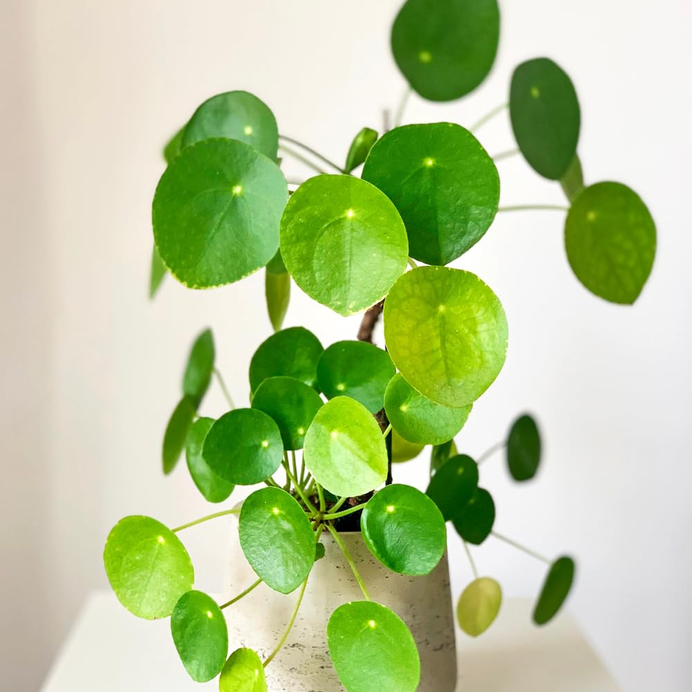 Money Plants Live, Pilea Peperomioides Plant Live, Pilea Plant Live, 4-6 Inc Tall, Easy Care Indoor Houseplant for Home and Office Decor