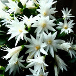 Easter Cactus Plants Live, Spring Bloom, Cold Hardy, 5-9" in Tall, No Pot, Starter Holiday Cactus Plant for Indoor Outdoor Houseplants (White)