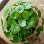 Money Plants Live, Pilea Peperomioides Plant Live, Pilea Plant Live, 4-6 Inc Tall, Easy Care Indoor Houseplant for Home and Office Decor