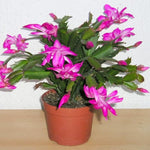 Christmas Cactus Plant Live, Starter Holiday Thanksgiving Cactus Plant for Indoor Outdoor Houseplants, Fasle Easter Cactus Plants Like, Cold Hardy, 5-9" in Tall (Pink)