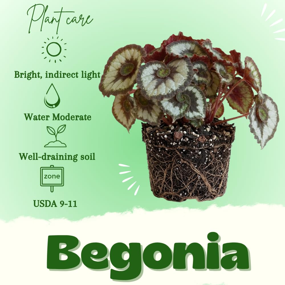 Begonia Live Plant, Begonias Live Plant, Rare Begonias Plants, 5-7 Inches in Height for Indoor Houseplant (Green Begonia)