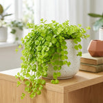 Creeping Jenny Live Plant, Creeping Jenny Plant in Pot, 4-6 Inches Tall, Ground Cover for Hanging Baskets, Containers and Raised Beds