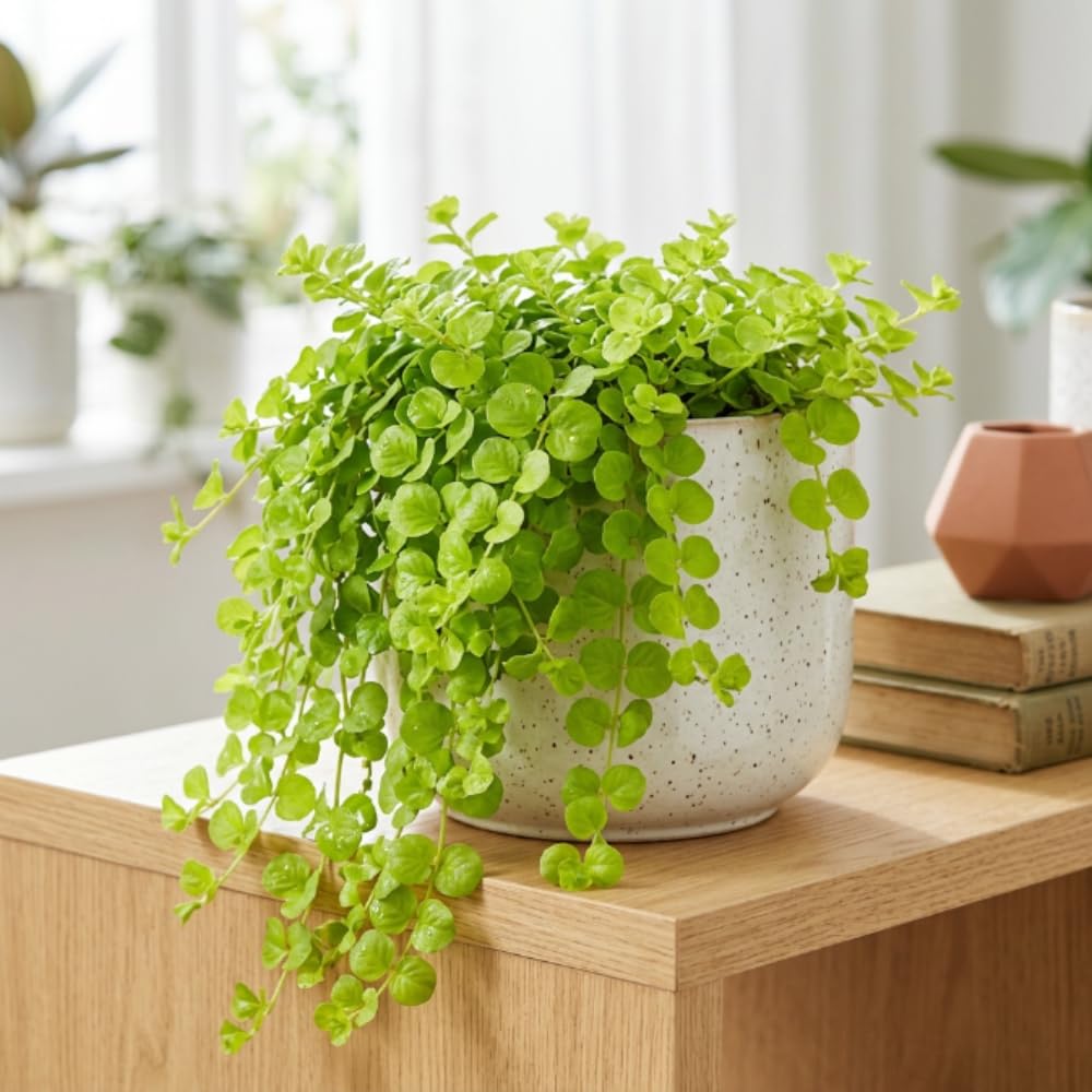 Creeping Jenny Live Plant, Creeping Jenny Plant in Pot, 4-6 Inches Tall, Ground Cover for Hanging Baskets, Containers and Raised Beds