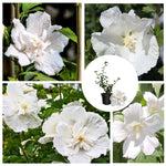 White Rose of Sharon Plant, Hardy Hibiscus Bush Shrub Well-Rooted 7-13" Tall Althea Shrub with Summer Blooms for Outdoor Landscape