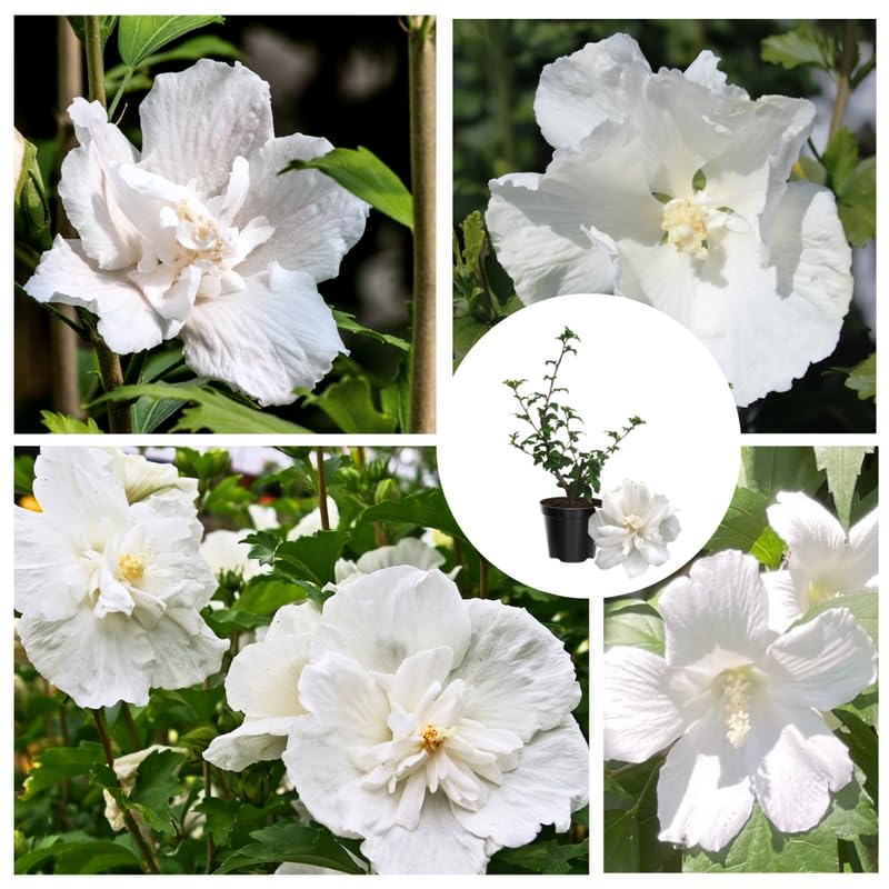 White Rose of Sharon Plant, Hardy Hibiscus Bush Shrub Well-Rooted 7-13" Tall Althea Shrub with Summer Blooms for Outdoor Landscape