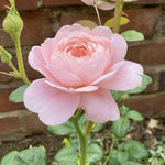 Pearly Gates Peachy Climbing Rose Live Plant, 6 Months Old Starter, Fragrant Purple Climbing Roses for Planting Outdoor, No Pot