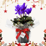2 Purple Cyclamen Plants Live in 4" Pot, Already Bloom in Vibrant Color, Easy to Care for Indoor or Garden Flowering Houseplant