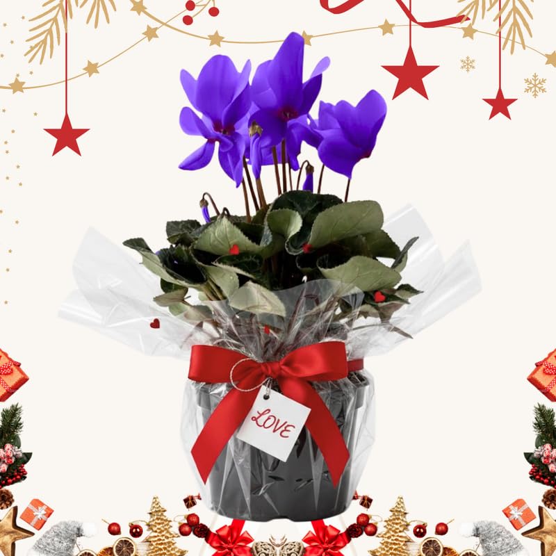 2 Purple Cyclamen Plants Live in 4" Pot, Already Bloom in Vibrant Color, Easy to Care for Indoor or Garden Flowering Houseplant