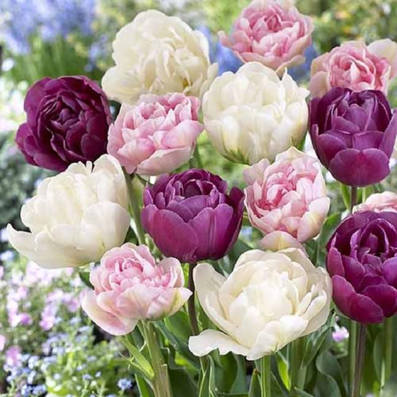 Tulip Bulbs for Planting, 20 Double Peony Tulip Bulbs Mixed Colors, Ready to Grow Perennial Tulips