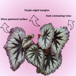 Begonia Live Plant, Begonias Live Plant, Rare Begonias Plants, 5-7 Inches in Height for Indoor Houseplant (Silver Purple Leaves Begonia)