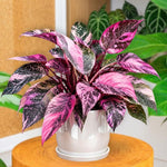 Rare Variegated Pink Philodendron Plant Live Indoor, 5-9" No Pot, Tropical House Plant for Indoor, 5-9" No Pot Home Décor Houseplants