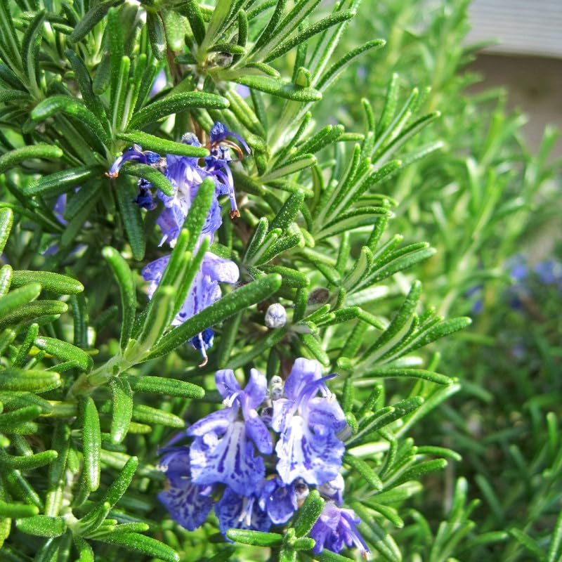 4 Rosemary Plants Live in Pot, 5 to 7 Inc Tall, Rosemary Plant Pot, Live Rosemary Plant, 4 Inc Potted