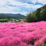Pack 2 Grass Plants Live for Growing, Ornamental Grasses Live Plants Perennial 5-9 Inch Tall (Pink Muhly Grass Plants)