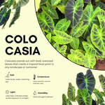 Colocasia Esculenta, Colocasia Live Plant, Elephant Ears Live Plant, Esculenta Taro Live Houseplant, 5-8 Inc Tall, No Pot (Rare Colocasia)