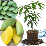 NAM Doc Mai Mango Tree Live Plant Grafted, 14 to 18 Inches Tall in Pot, Ready to Bear Fruit in 1 Year, Sweet Mango Tree for Planting