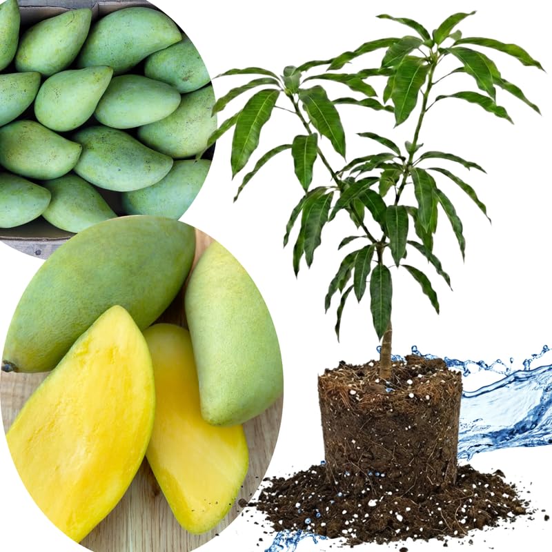 NAM Doc Mai Mango Tree Live Plant Grafted, 14 to 18 Inches Tall in Pot, Ready to Bear Fruit in 1 Year, Sweet Mango Tree for Planting