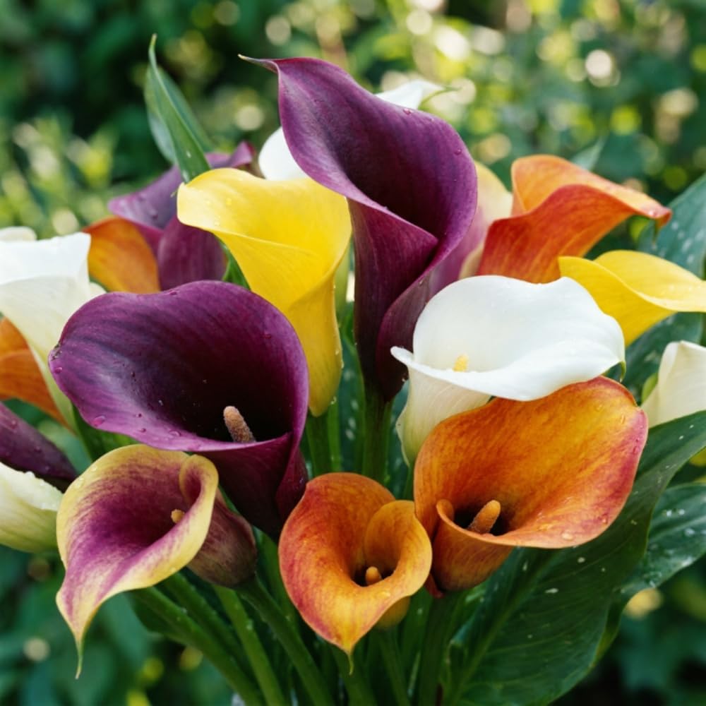 Calla Lily Bulbs for Planting, Calla Lily Bulbs, Vibrant Summer Blooming Flowers for Garden and Patio Planting (Mix Calla Lily Bulbs (Set 4))